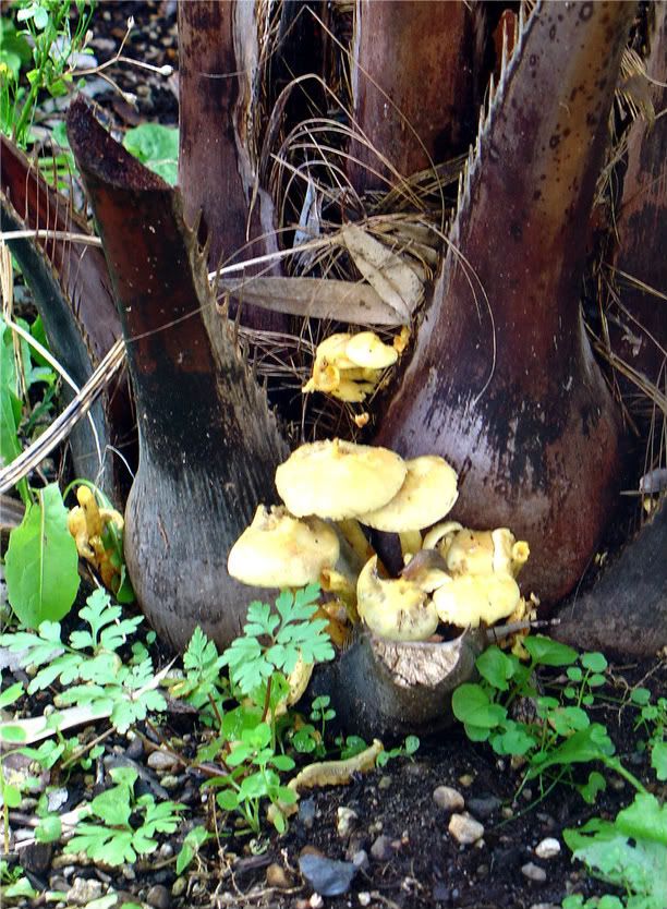 Mushrooms on dying palm! DISCUSSING PALM TREES WORLDWIDE PalmTalk